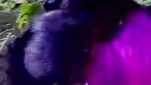 الجنس أي تسجيل الهواة مجانا فيديو سكس هندى,